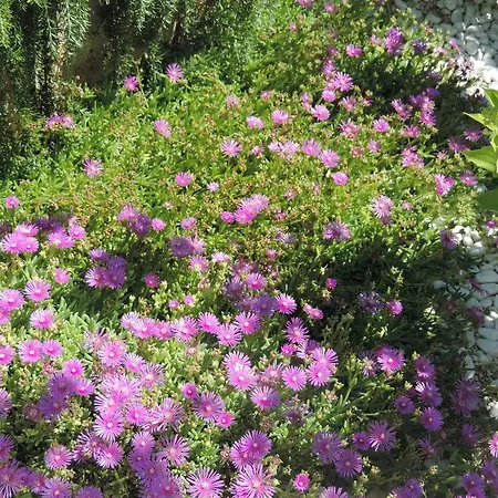 Apartament Doris Poreč